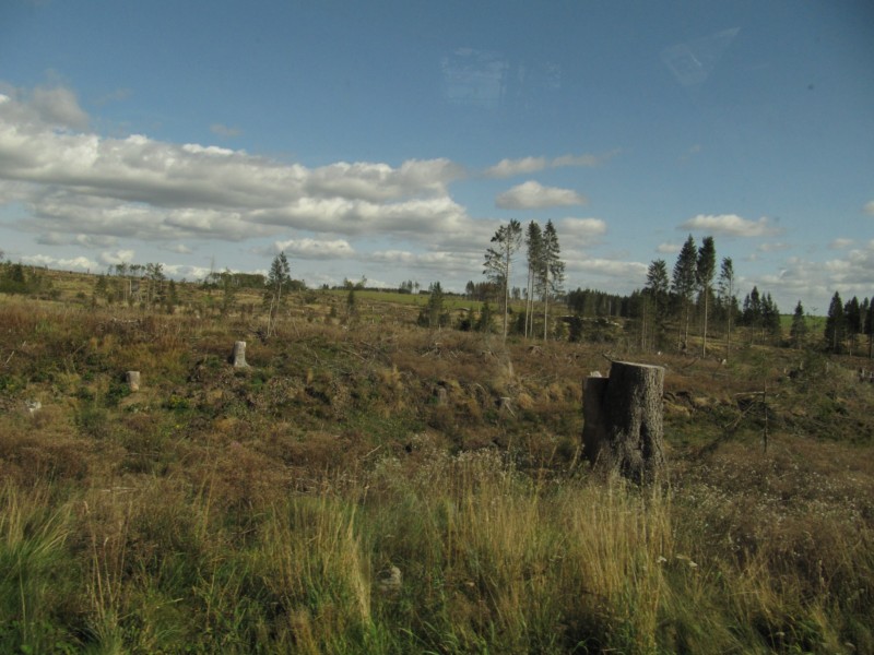 Harz ohne Bäume 2