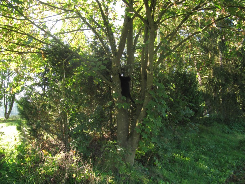 Der Kater auf dem Baum