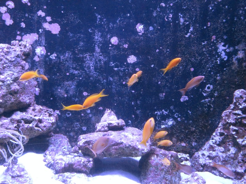 Aquarium Burg 1