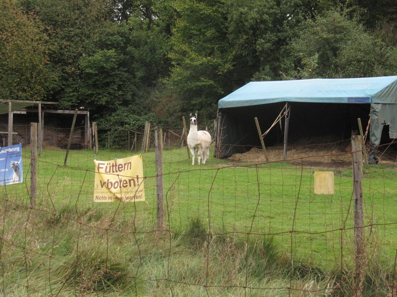 Bilder vom Revierpark Nienhausen 17