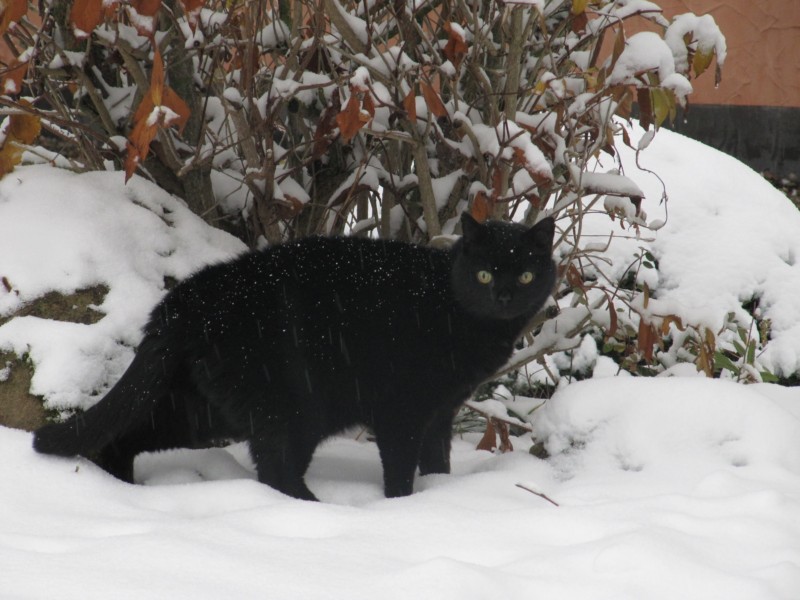 Bernstein im Schnee